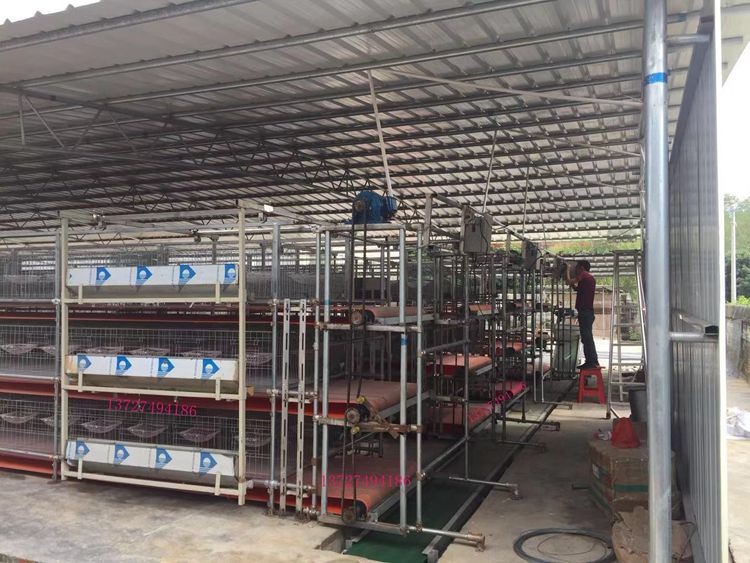 大棚養殖自動清糞機  養鴿場用清糞機  清糞機 送料機